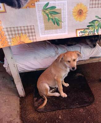 🌻 Happy – ein kleiner Kämpfer auf der Suche nach Geborgenheit 🌻