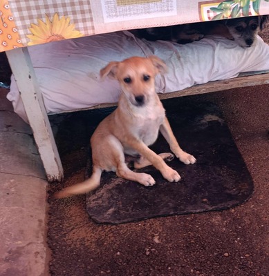 🌻 Happy – ein kleiner Kämpfer auf der Suche nach Geborgenheit 🌻, Mischling - Rüde