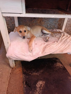 🌻 Happy – ein kleiner Kämpfer auf der Suche nach Geborgenheit 🌻, Mischling - Rüde