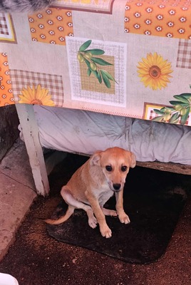 🌻 Happy – ein kleiner Kämpfer auf der Suche nach Geborgenheit 🌻, Mischling - Rüde