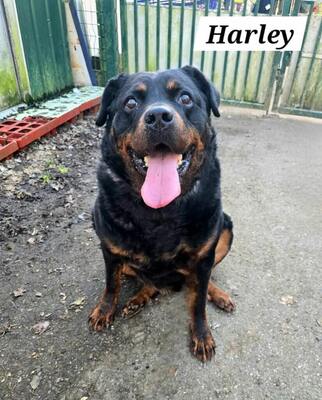 Harley Rottweiler Rüde braucht dringend ein Zuhause, Rottweiler - Rüde