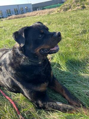 Harley Rottweiler Rüde braucht dringend ein Zuhause, Rottweiler - Rüde