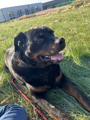 Harley Rottweiler Rüde braucht dringend ein Zuhause, Rottweiler - Rüde