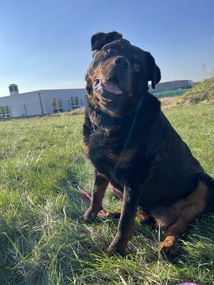 Harley Rottweiler hofft immer noch auf ein Zuhause, Rottweiler - Rüde