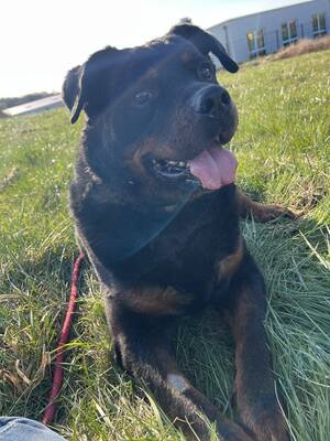 Harley Rottweiler hofft immer noch auf ein Zuhause, Rottweiler - Rüde