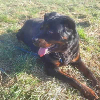 Harley Rottweiler möchte nicht im Tierheim sterben, Rottweiler - Rüde