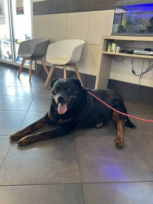 Harley Rottweiler wartet noch im Tierheim auf sein Zuhause, Rottweiler - Rüde