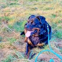 Harley Rottweiler wartet noch im Tierheim auf sein Zuhause, Rottweiler - Rüde