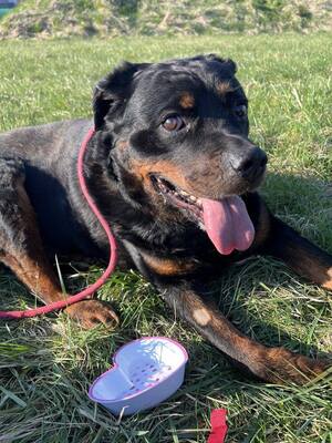 Harley älterer Rottweiler möchte auch ein Zuhause haben