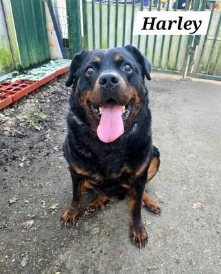 Harley älterer Rottweiler möchte auch ein Zuhause haben, Rottweiler - Rüde