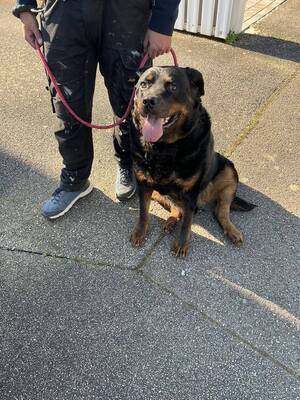 Harley älterer Rottweiler möchte auch ein Zuhause haben, Rottweiler - Rüde
