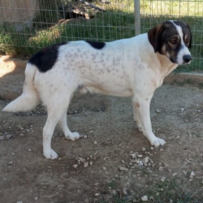 Harley - genießt jede Streicheleinheit, Schäferhund-Mischling - Rüde 1