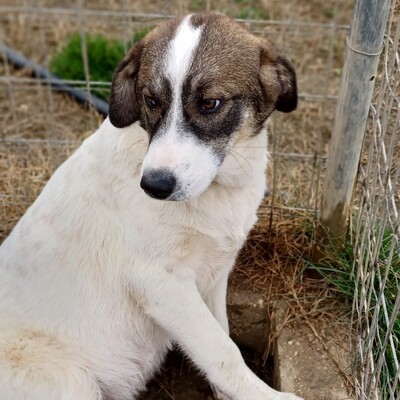 Harley - genießt jede Streicheleinheit, Schäferhund-Mischling - Rüde