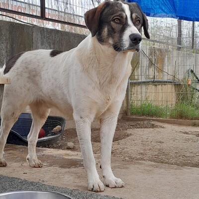 Harley - genießt jede Streicheleinheit, Schäferhund-Mischling - Rüde