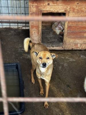Harley wartet auf Menschen, die ihm zeigen, dass das Leben auch schön sein kann