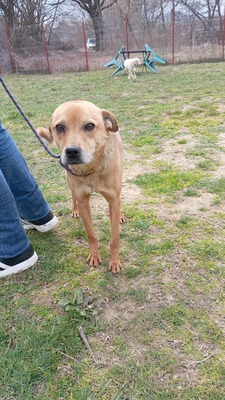 Harley wartet auf Menschen, die ihm zeigen, dass das Leben auch schön sein kann, Mischling - Rüde