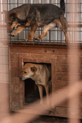 Harley wartet auf Menschen, die ihm zeigen, dass das Leben auch schön sein kann, Mischling - Rüde