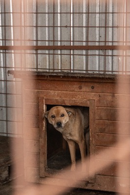 Harley wartet auf Menschen, die ihm zeigen, dass das Leben auch schön sein kann, Mischling - Rüde