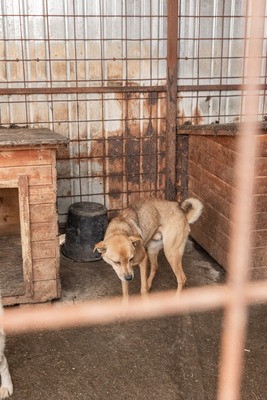 Harley wartet auf Menschen, die ihm zeigen, dass das Leben auch schön sein kann, Mischling - Rüde