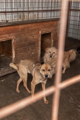 Harley wartet auf Menschen, die ihm zeigen, dass das Leben auch schön sein kann, Mischling - Rüde