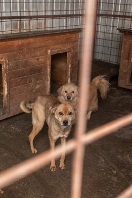 Harley wartet auf Menschen, die ihm zeigen, dass das Leben auch schön sein kann, Mischling - Rüde