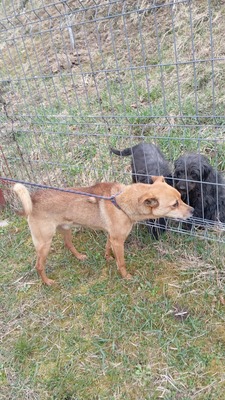 Harley wartet auf Menschen, die ihm zeigen, dass das Leben auch schön sein kann, Mischling - Rüde