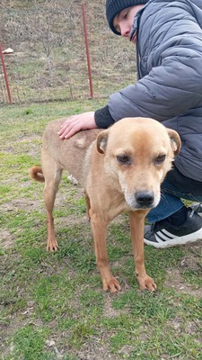 Harley wartet auf Menschen, die ihm zeigen, dass das Leben auch schön sein kann, Mischling - Rüde