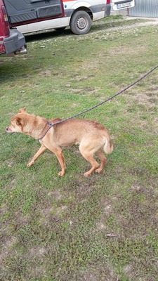 Harley wartet auf Menschen, die ihm zeigen, dass das Leben auch schön sein kann, Mischling - Rüde