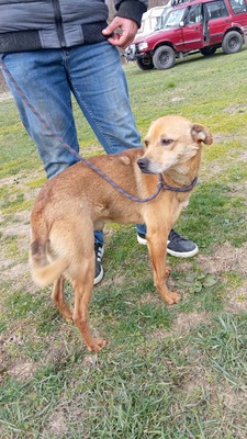 Harley wartet auf Menschen, die ihm zeigen, dass das Leben auch schön sein kann, Mischling - Rüde