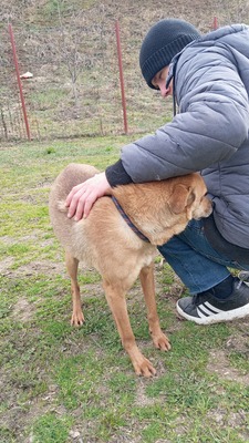 Harley wartet auf Menschen, die ihm zeigen, dass das Leben auch schön sein kann, Mischling - Rüde