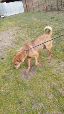 Harley wartet auf Menschen, die ihm zeigen, dass das Leben auch schön sein kann, Mischling - Rüde