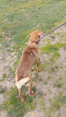 Harley wartet auf Menschen, die ihm zeigen, dass das Leben auch schön sein kann, Mischling - Rüde