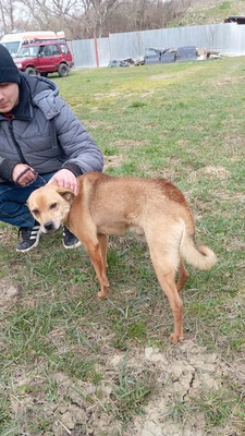 Harley wartet auf Menschen, die ihm zeigen, dass das Leben auch schön sein kann, Mischling - Rüde