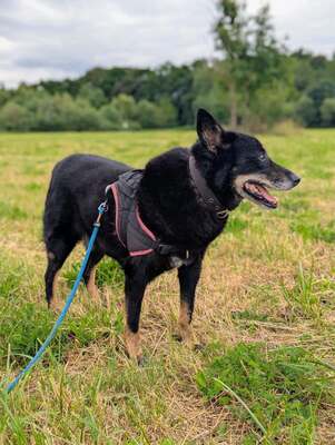 Harmony Schäferhundmix ? Rüde wartet auf sein Zuhause, Schäferhund? - Rüde