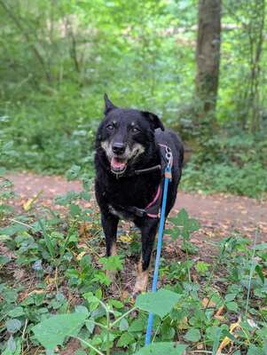 Harmony Schäferhundmix ? Rüde wartet auf sein Zuhause, Schäferhund? - Rüde