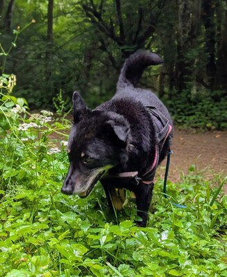 Harmony Schäferhundmix ? Rüde wartet auf sein Zuhause, Schäferhund? - Rüde