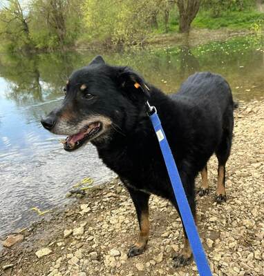 Harmony Schäferhundmix ? Rüde wartet auf sein Zuhause, Schäferhund? - Rüde