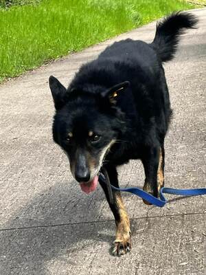 Harmony Schäferhundmix ? Rüde wartet auf sein Zuhause, Schäferhund? - Rüde