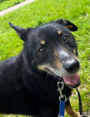 Harmony Schäferhundmix ? Rüde wartet auf sein Zuhause, Schäferhund? - Rüde