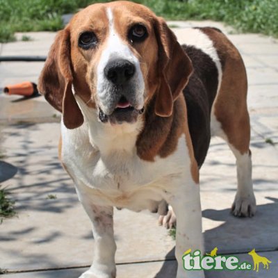 Haroula / Reserviert, Deutsche Bracke-/Beagle-Mischling - Hündin