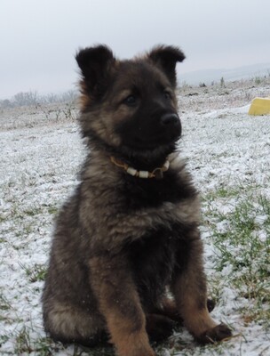 Harriet, Deutscher Schäferhund Welpen - Hündin