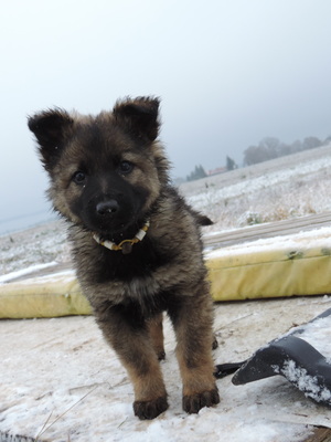 Harriet, Deutscher Schäferhund Welpen - Hündin