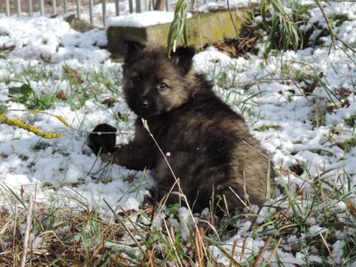 Harriet, Deutscher Schäferhund Welpen - Hündin