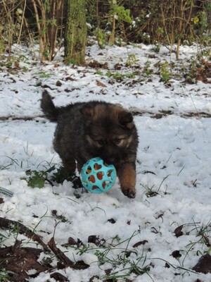 Harriet, Deutscher Schäferhund Welpen - Hündin