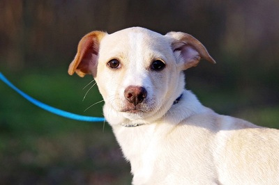 Harry, Mischling Welpen - Rüde