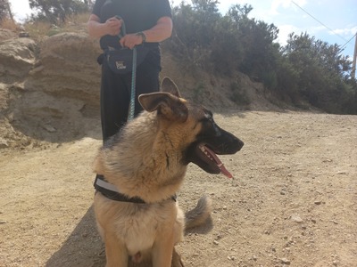 Harry, Schäferhund - Mix - Rüde