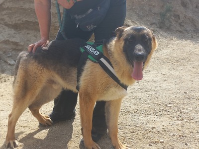 Harry, Schäferhund - Rüde