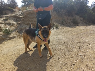 Harry, Schäferhund - Rüde
