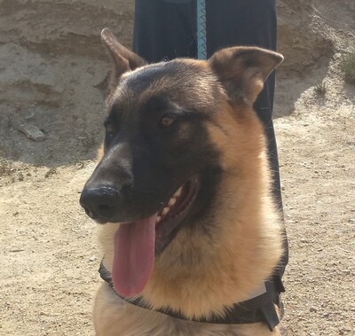 Harry, Schäferhund - Rüde