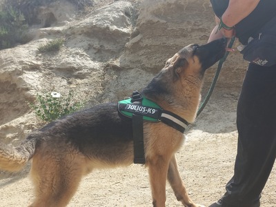 Harry, Schäferhund - Rüde
